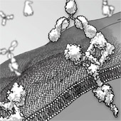 薬の効果の仕組み