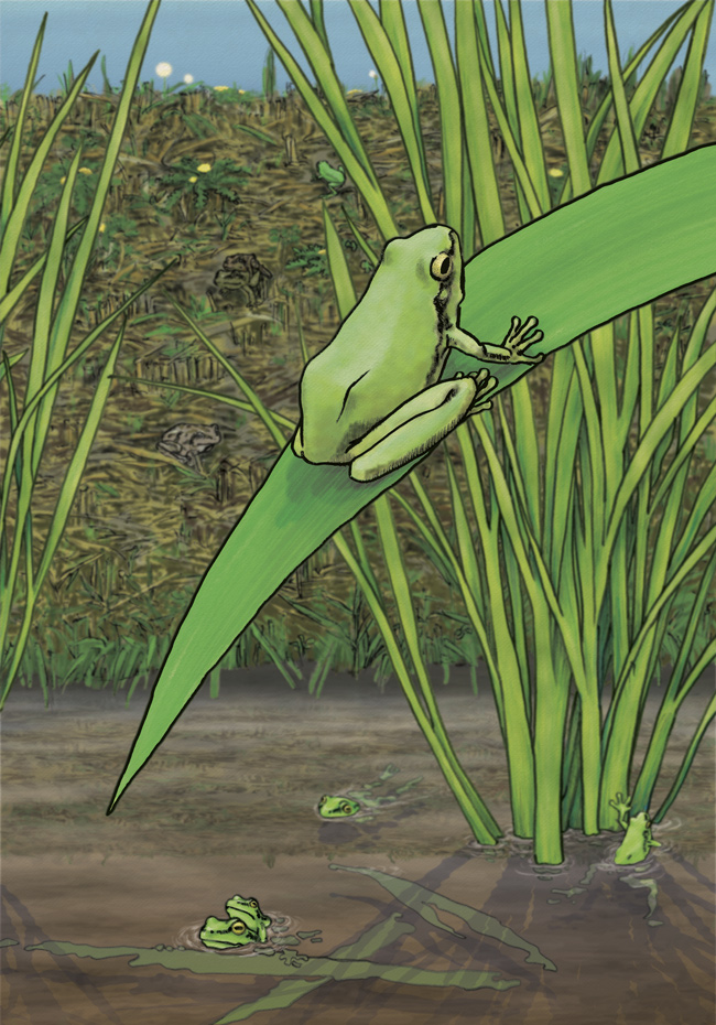 ニホンアマガエル