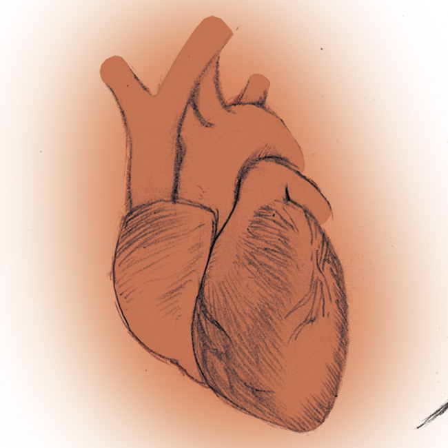 心臓、ラフ